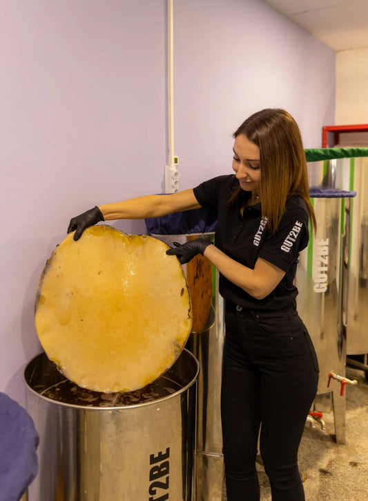 So pflegen Sie unseren Kombucha-Pilz (SCOBY) - GUT2BE.DE